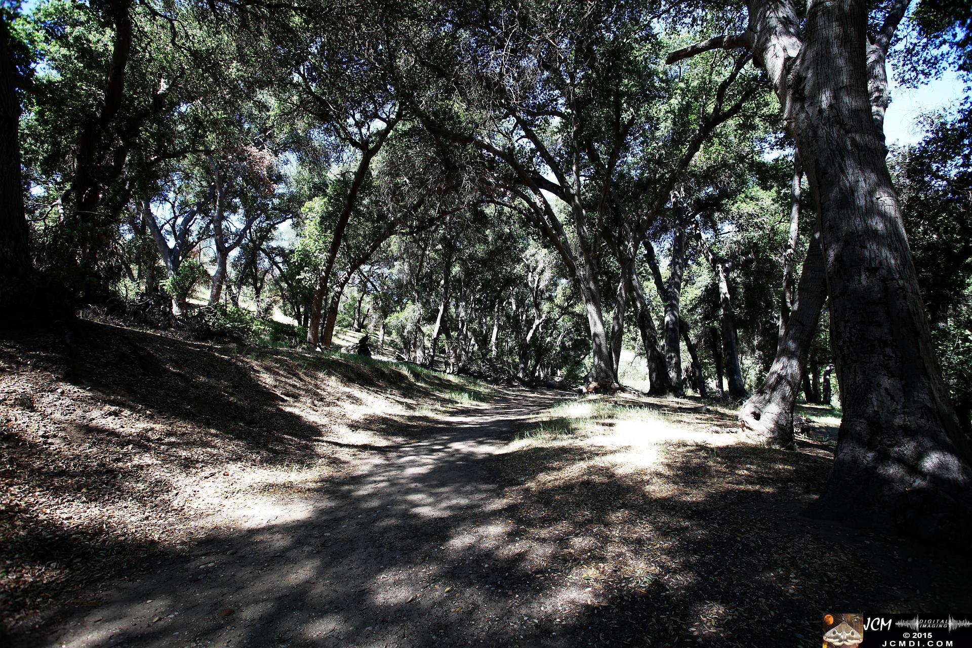 Whitney Canyon Hike wooded trail